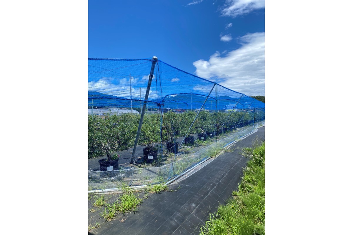 国産ブルーベリーピューレ　農薬不使用（3瓶）　BM00001