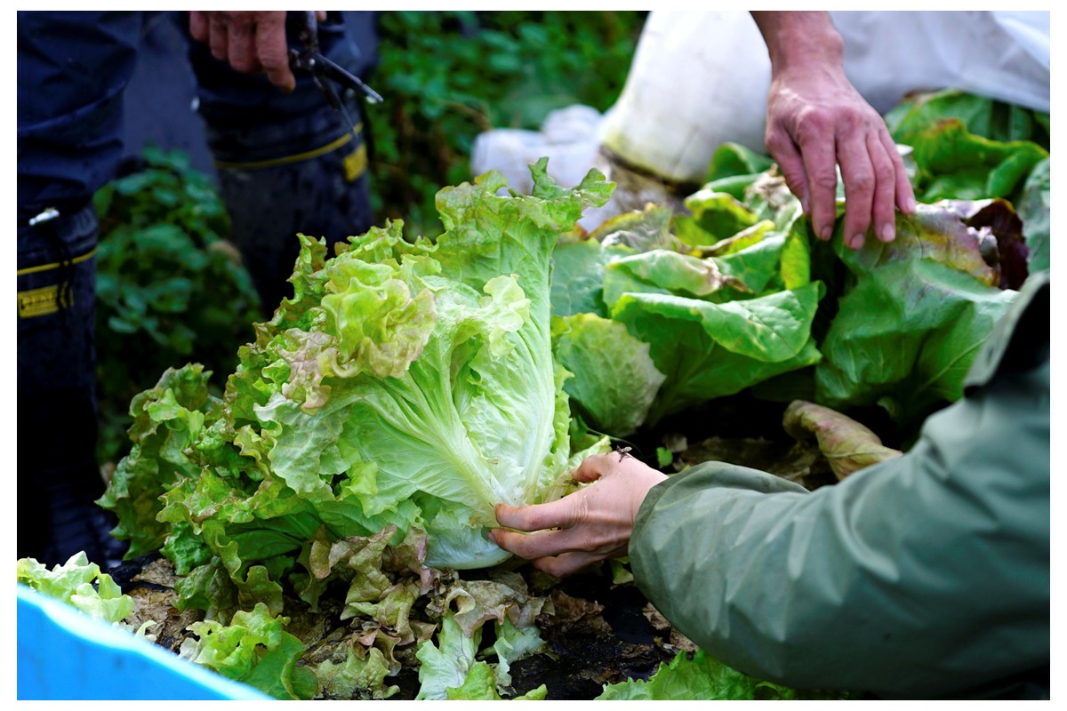 【先行予約：12月配送】＜てんとうむしばたけ＞冬のオーガニック野菜セット　有機野菜6～7種前後　	BR00057_12