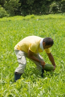 【先行予約】小玉スイカ 姫まくら 1玉（1.5kg以上）（2026年7月上旬～発送）　BF00007