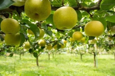 【先行予約】樹上完熟 二十世紀梨 5kg(10～18個)（2026年8月下旬～発送）　BF00002