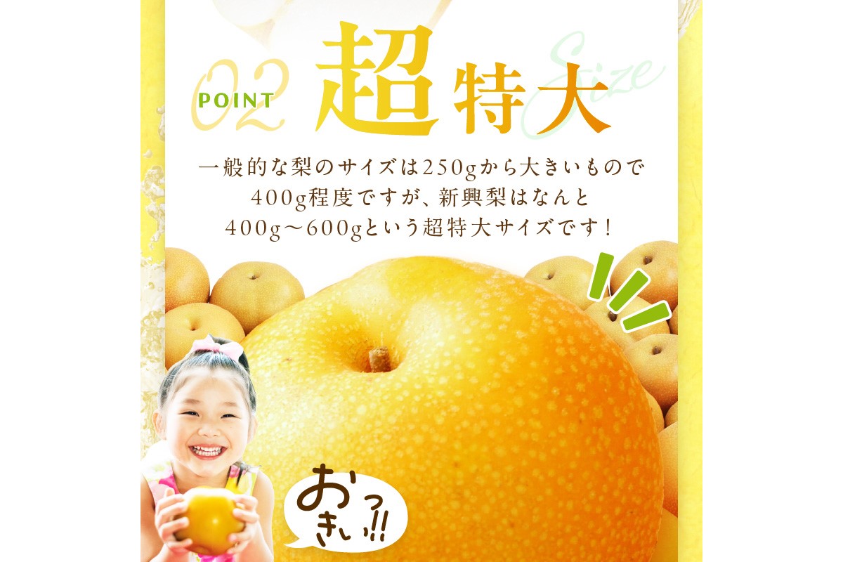【先行予約／数量限定700】新興梨（訳あり） 5kg （7～12玉）（2026年9月下旬～発送）　DE00159