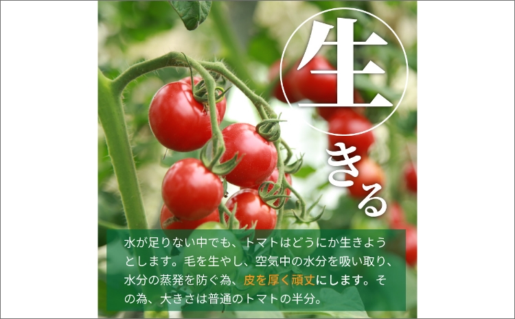 【先行予約】やりすぎトマト（4パック計約1kg）（冬季）（2026年12月上旬以降発送）　DE00172
