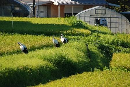 有機JAS認証米「おおきに大地米」10kg　DE00147