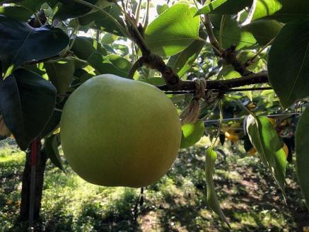 【先行予約／数量限定100】【訳あり】20世紀梨 優品 5kg（13～20玉入り）（2026年9月上旬～発送）　SF00039