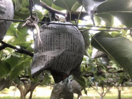 【先行予約／数量限定100】【訳あり】新興梨 優品 5kg（8～16玉入り）（2026年10月上旬～発送）　SF00043