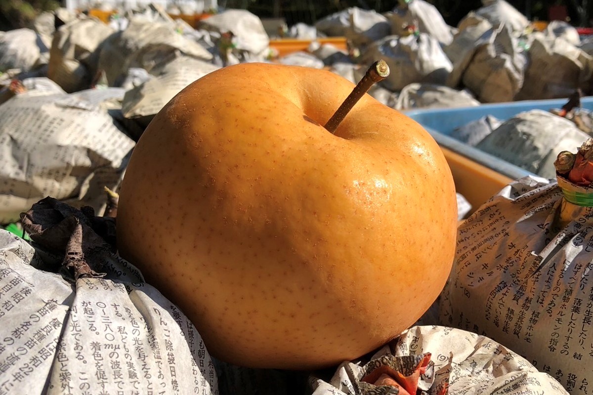 【先行予約／数量限定50】【訳あり】愛宕梨 優品 5kg（5～12玉入り）（2025年11月下旬～発送）　SF00025