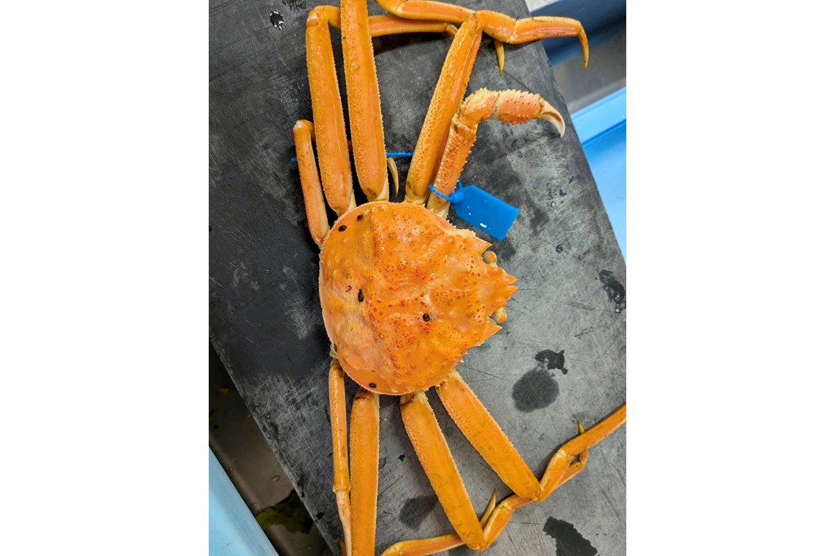 板前仕立て 松葉蟹の甲羅盛り 2個　EK00014