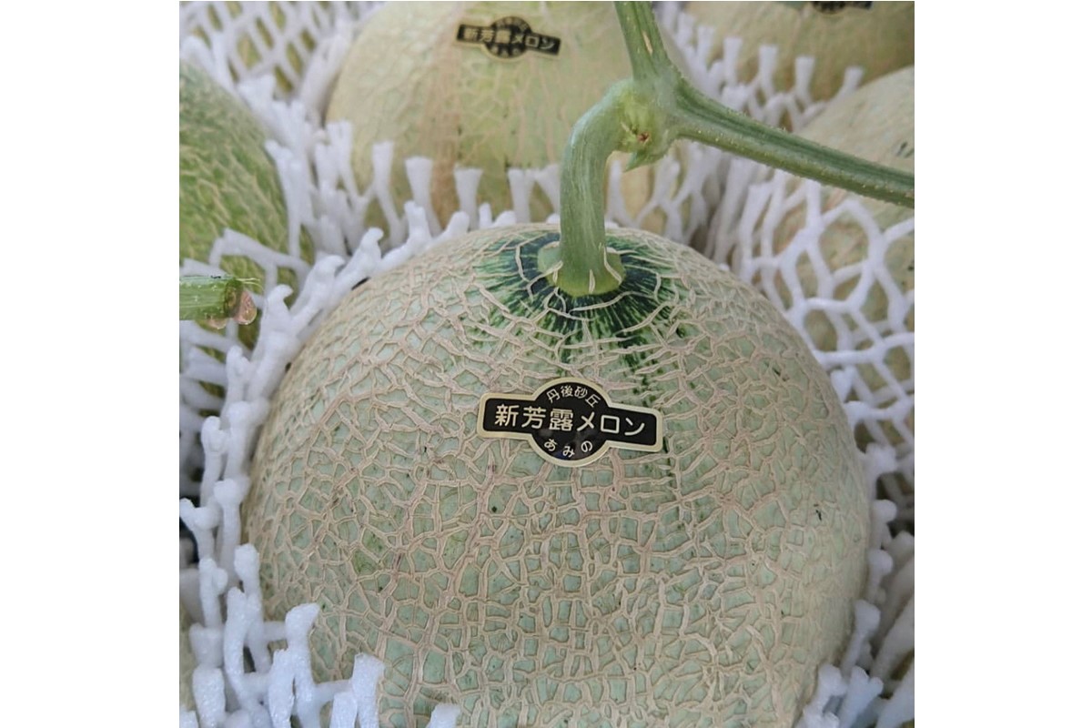 【先行予約／数量限定15】新芳露メロン1玉(2026年7月中旬～発送)　FK00012