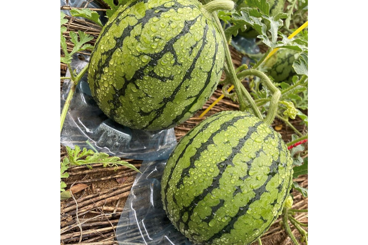 【先行予約／数量限定30】小玉スイカ　姫甘泉2玉(2026年7月中旬～発送)　FK00026