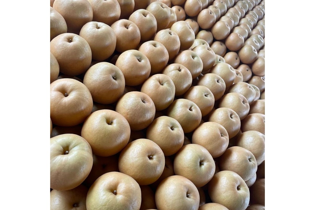 【先行予約／数量限定100】新興梨　5kg（2026年10月中旬～発送）　FK00024