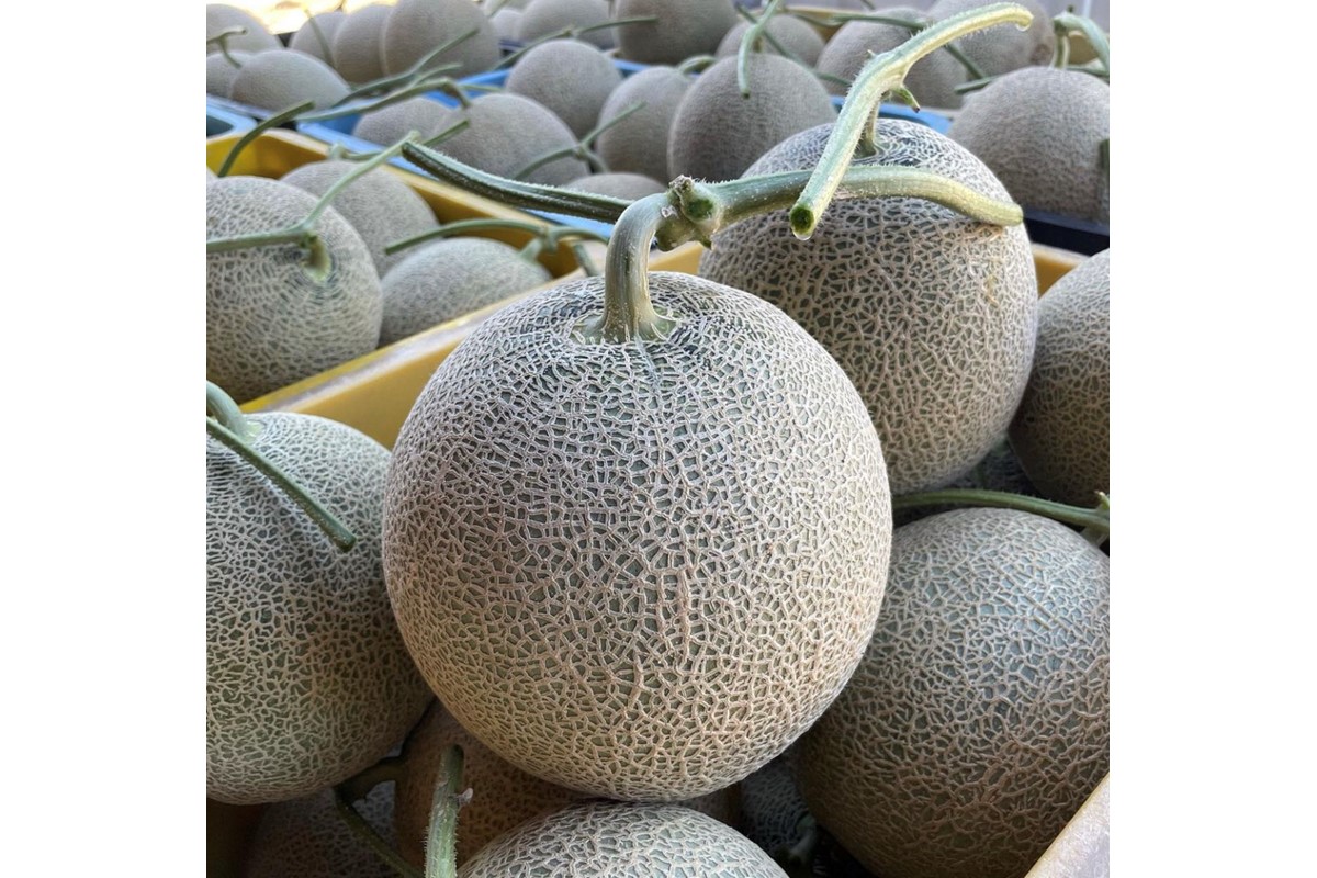 【先行予約／数量限定15】カスタネットメロン1玉(2026年7月中旬～発送)　FK00013
