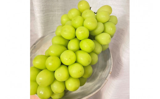 【先行予約／数量限定100】シャインマスカット 1.6kg以上（2～3房入り）（2026年9月上旬～発送）　FK00018