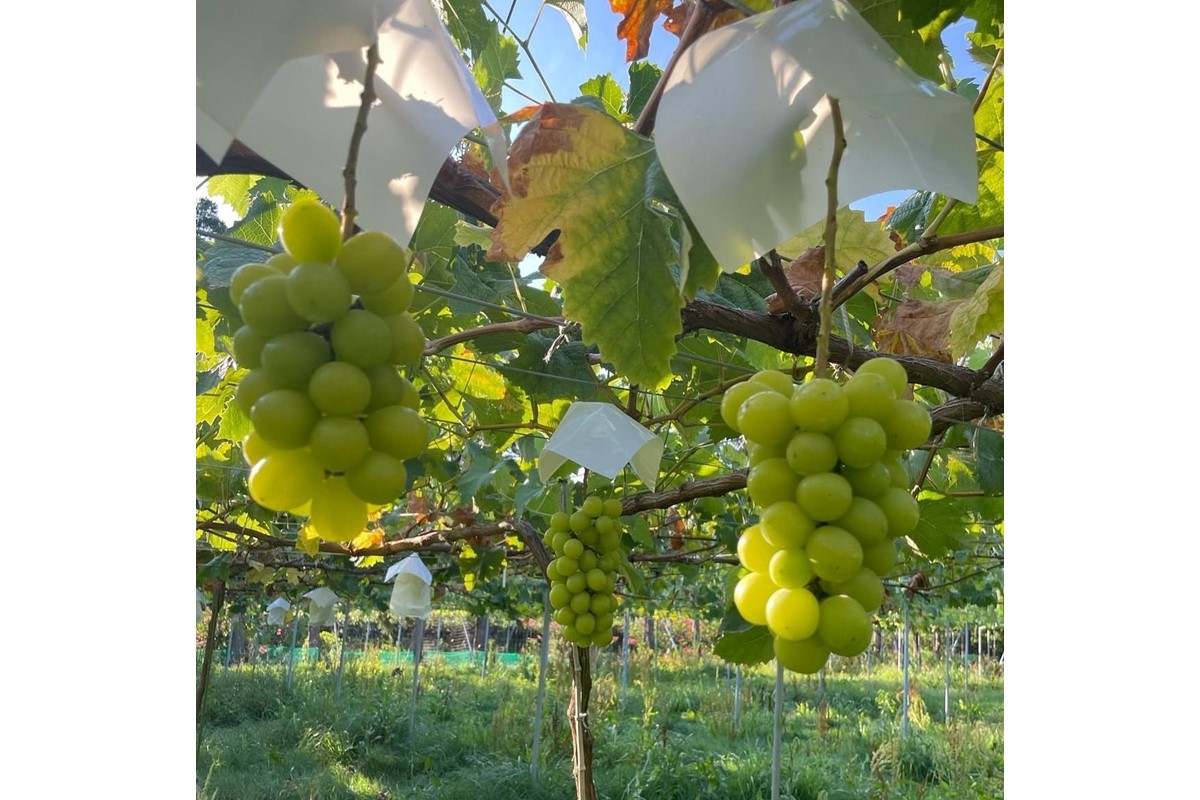 【先行予約／数量限定100】訳ありシャインマスカット 1.4kg以上（2～3房入り）（2026年9月上旬～発送）　FK00020