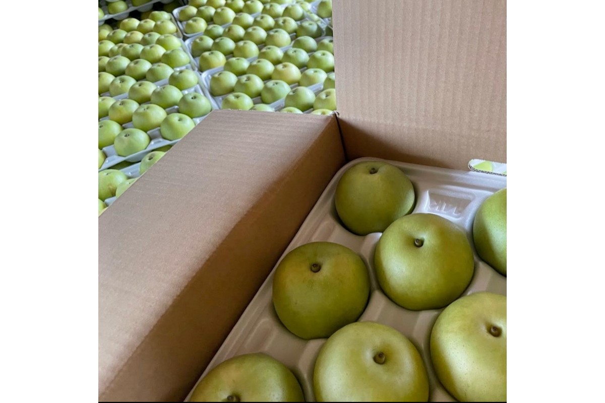 【先行予約／数量限定100】訳あり 廿世紀梨 5kg（2026年9月上旬～発送）　FK00021