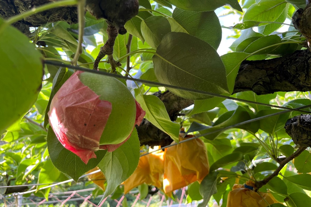 【先行予約／数量限定100】京丹後産 二十世紀梨 大玉 5kg（14～18玉入り）（2026年9月上旬～発送）　HF00009