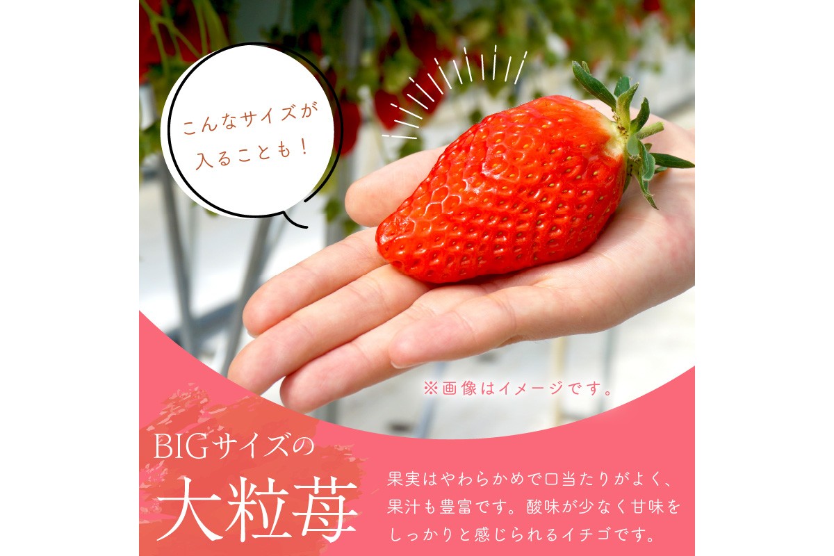 【京丹後産いちご章姫】農園直送便！新鮮大粒いちご 2パック ギフト箱入り／北畿水産　HK00159