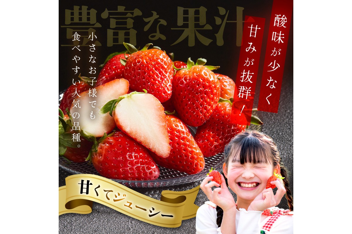 【京丹後産いちご章姫】農園直送便！新鮮大粒いちご 2パック ギフト箱入り／北畿水産 国産 大粒 あきひめ 甘い やわらかい ふるさと納税 いちご イチゴ 苺 先行予約 期間限定 くだもの 果物 先行申込 ストロベリー ギフト 送料無料　HK00159