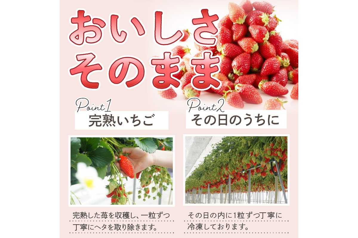 完熟朝穫れ 冷凍いちご　HK00272