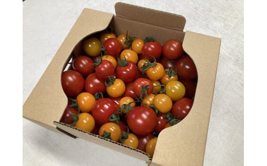 【先行予約】京丹後産・京ミニトマト 1kg（2026年5月中旬～発送）　JK00035