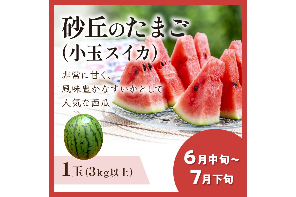JA京都がおすすめする京丹後フルーツ定期便～琴引コース～（2026年6月中旬～発送）  京のブランド産品 メロン めろん 梨 なし ナシ スイカ 西瓜 すいか 国産 砂丘 甘い 高糖度 高級 期間限定 ふるさと納税 フルーツ 先行予約 お取り寄せ 農協　JK00040