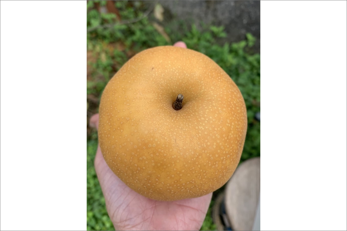 【予約受付】特別栽培米丹後こしひかり3kg＆新興梨5～6個（2026年10月上旬～発送）　KU00072