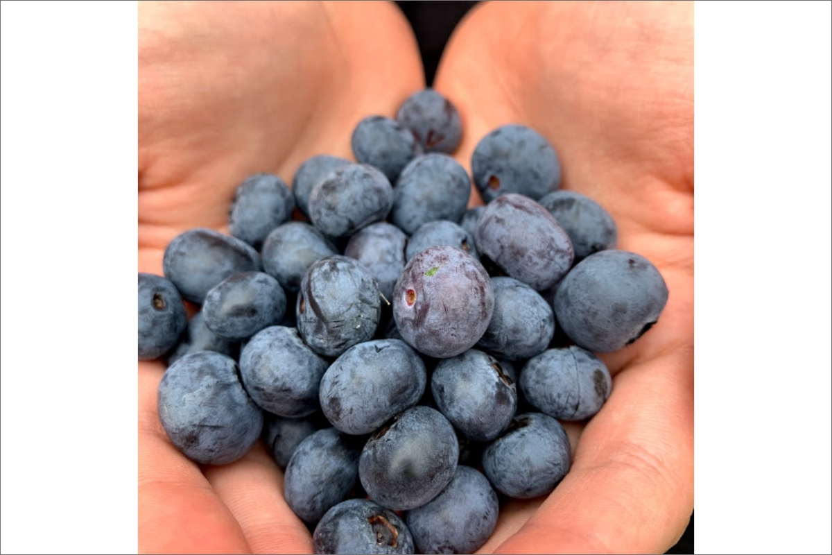 【先行予約／数量限定40】国産 大粒完熟ブルーベリー 生果 200g×4パック（栽培期間中農薬・化学肥料・除草剤不使用）（2026年7月上旬～発送）　KU00069