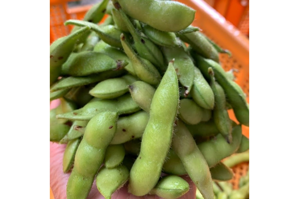 【先行予約／数量限定40】朝採り枝豆（湯上り娘）500g（250g×2パック）（栽培期間中農薬・化学肥料・除草剤不使用）（2026年7月上旬～発送）　KU00075