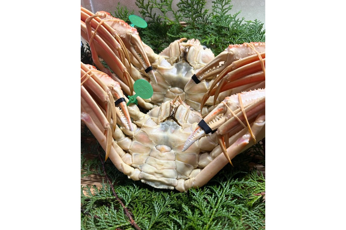 間人漁港仲買人の丸友鮮魚三代目・自慢の間人ガニ≪茹で≫[1匹  900~1kg]　MG00009