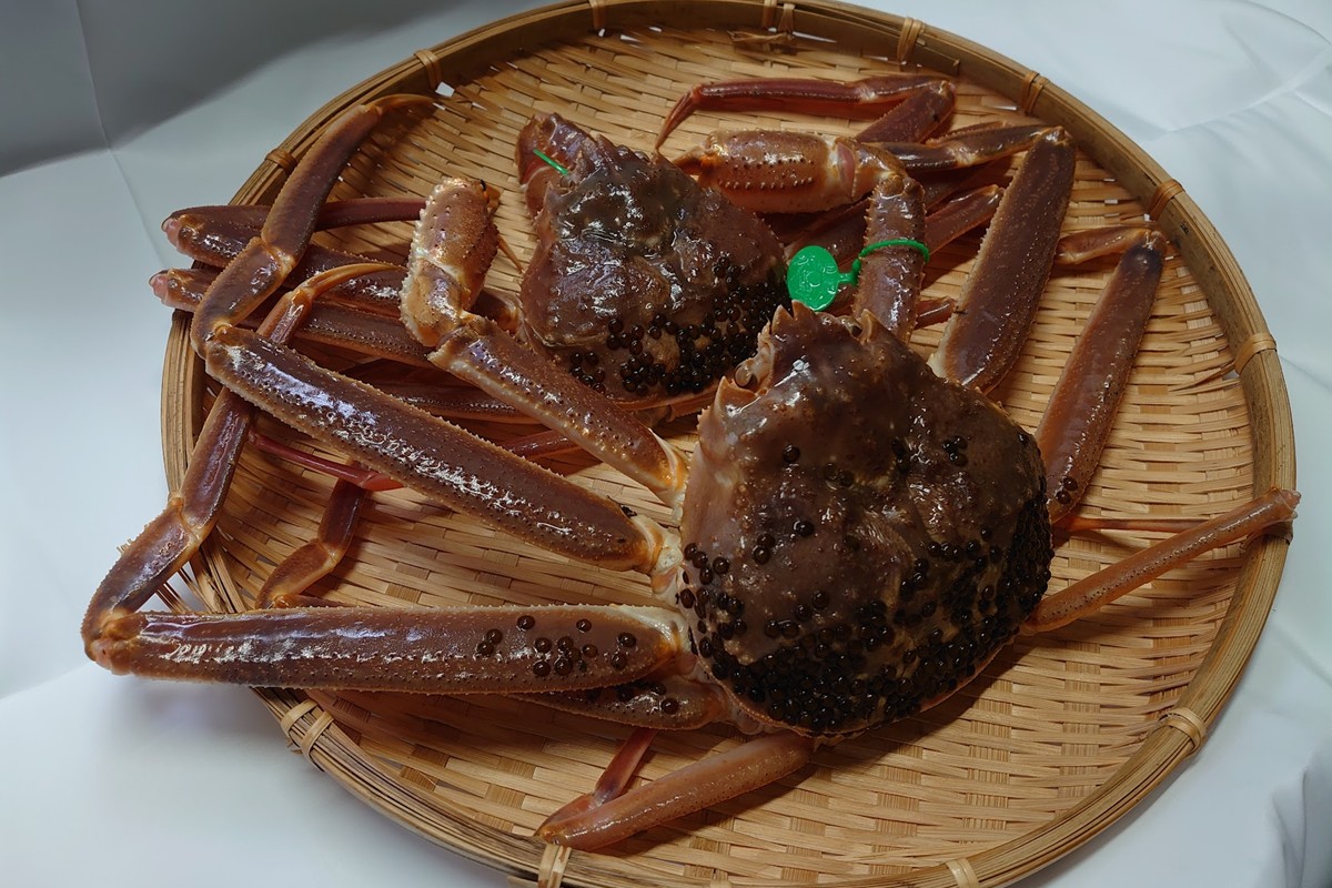 間人漁港仲買人の丸友鮮魚三代目・自慢の間人ガニ【活】生・訳アリ・間人ガニ（ズワイガニ　松葉ガニ）[400~600g×4匹]　MG00015