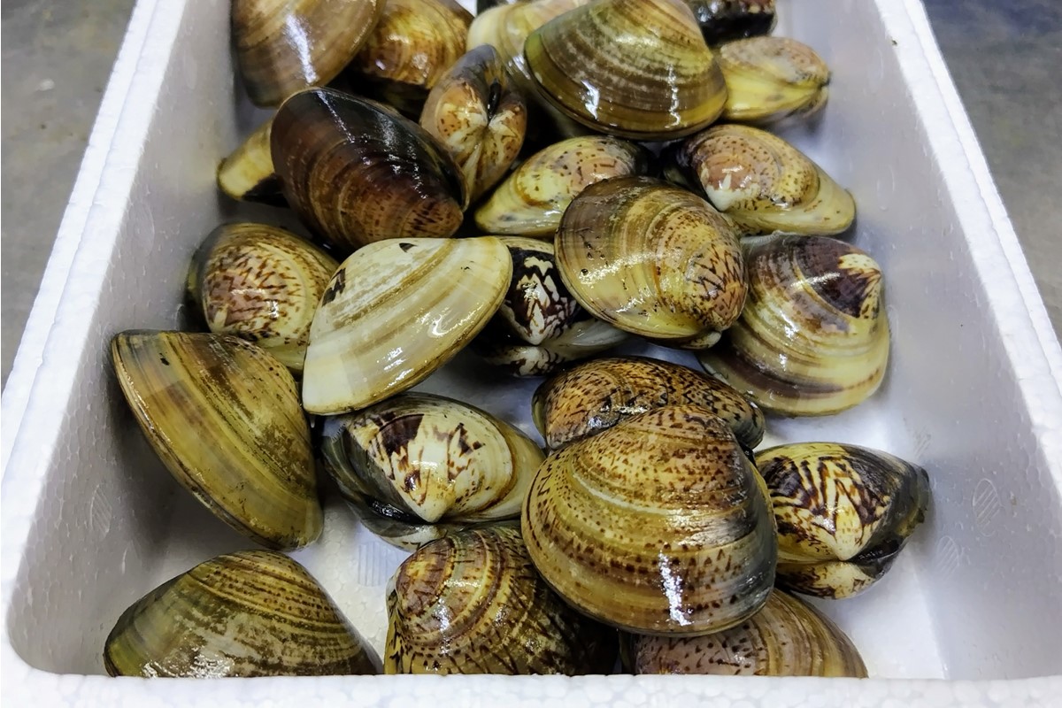 畜養活はまぐり 1.5kg　MN00055