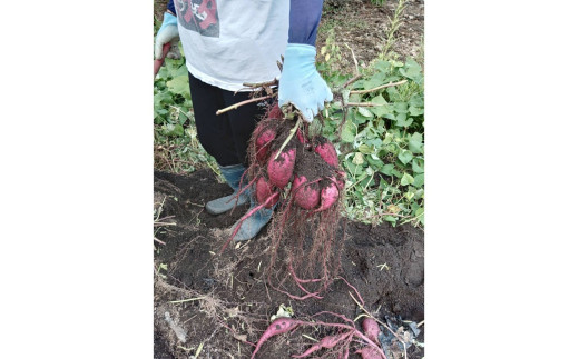 【先行予約】ホクホク美味しい！京丹後産 紅はるか 約1.5kg（土付き）（2026年10月上旬～発送）　MY00016