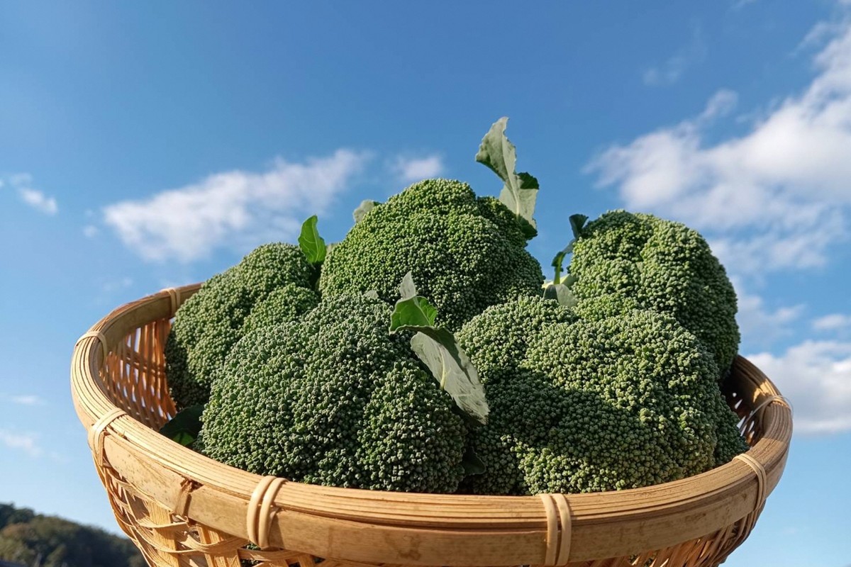 まつみやファーム獲れたて野菜・フルーツ5種定期便　MY00017