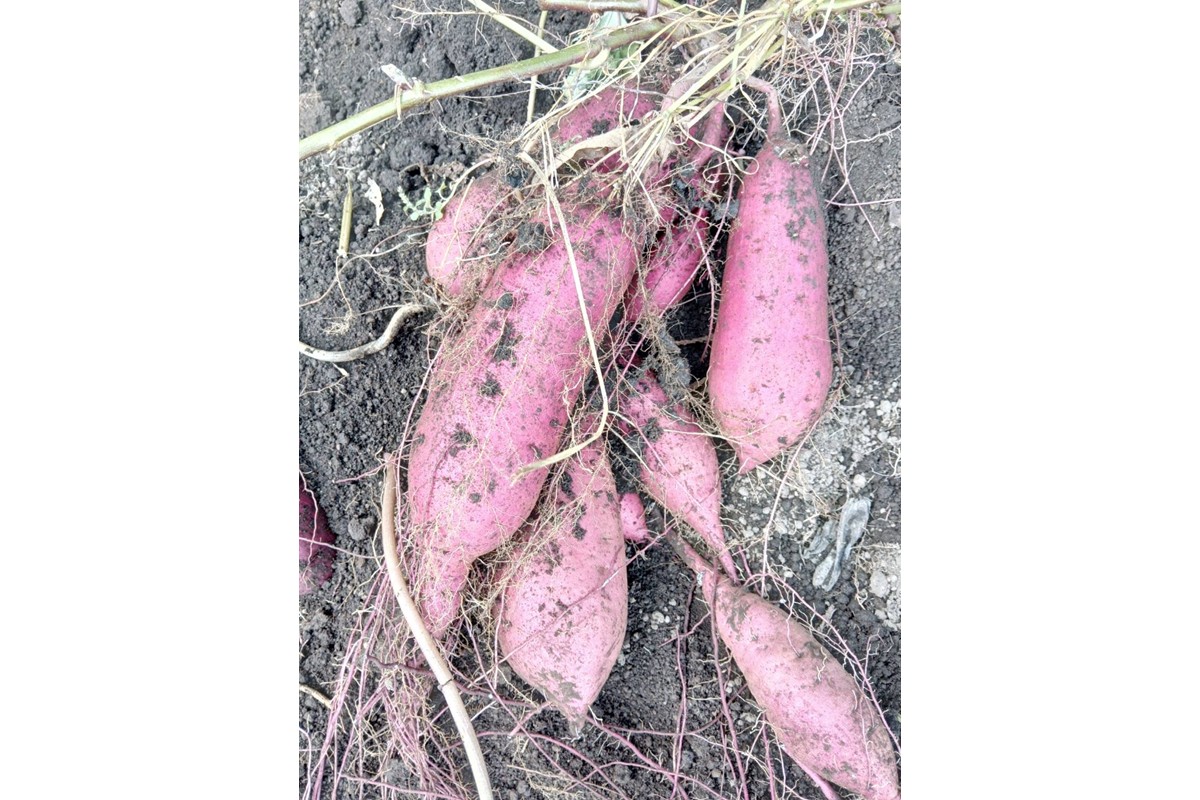 まつみやファーム獲れたて野菜・フルーツ3種定期便　MY00018