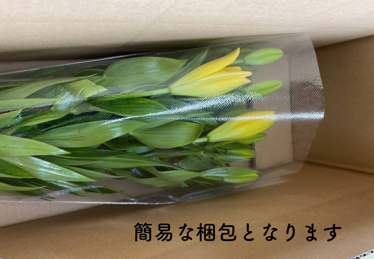 京丹後すかしユリ　色お任せ10本（30～35輪）（2026年9月下旬～発送）　NG00013