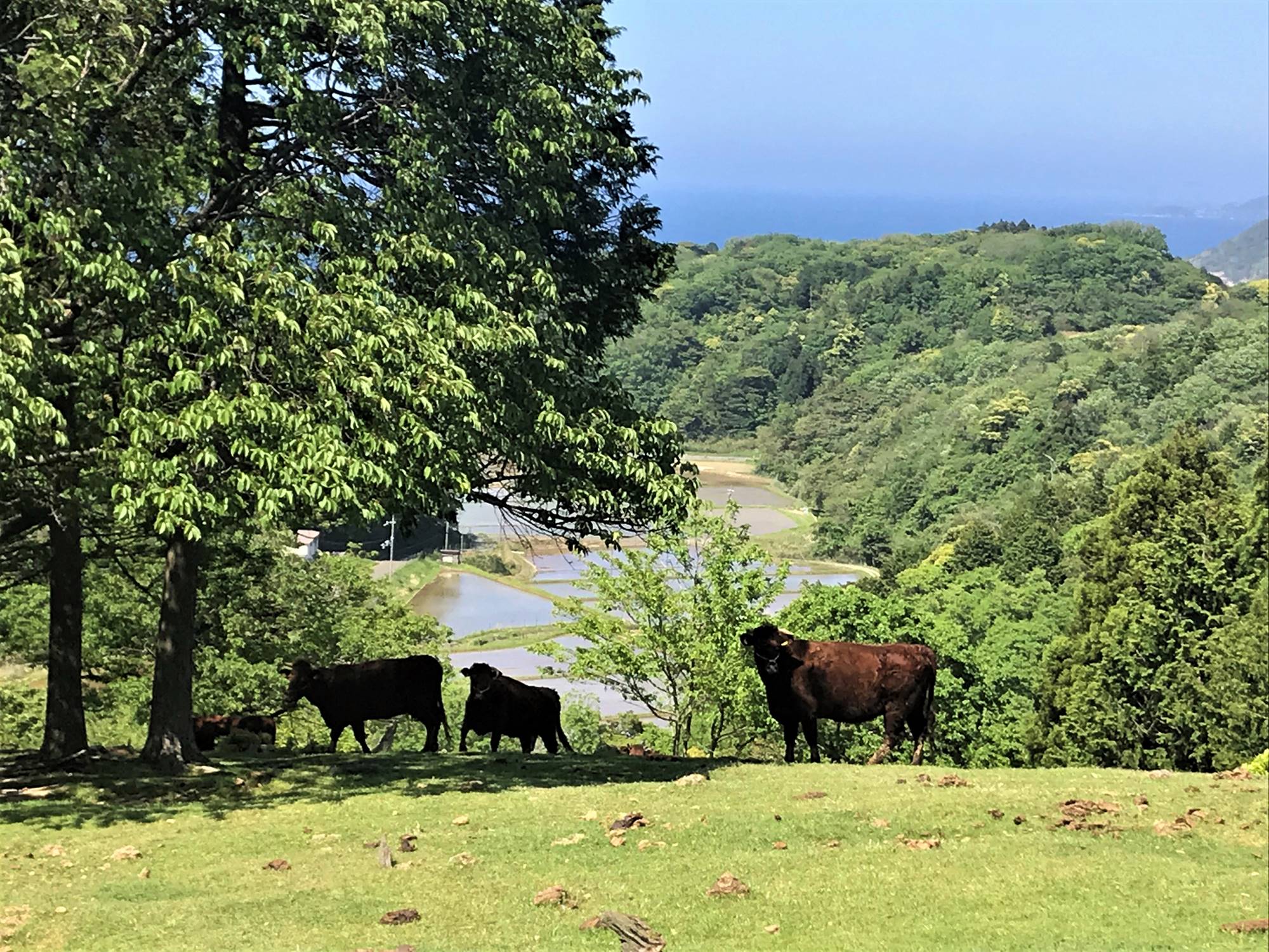 日本海牧場の黒にんにくと牛すじ肉の米粉カレー　5袋（1袋　180ｇ）　NH00006