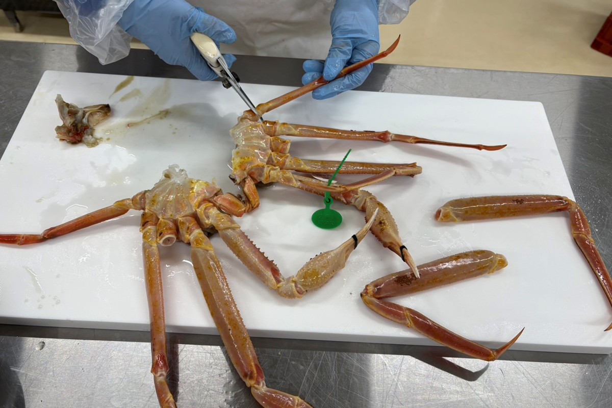 蟹しゃぶセット（本ズワイガニ500g～600g×2杯分／蟹味噌付き・カニだし付き）　NJ00007