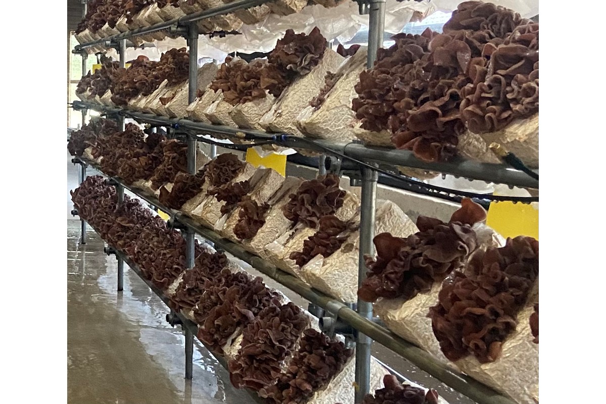 京都・久美浜産 高龍寺きくらげ 3パック入（乾燥キクラゲ）　OS00001