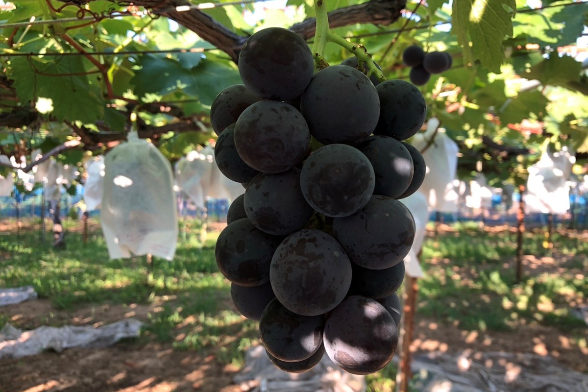 【先行予約】黒ぶどう詰め合わせ（1.5kg以上／3～4房）（2026年8月上旬～発送）　SF00035