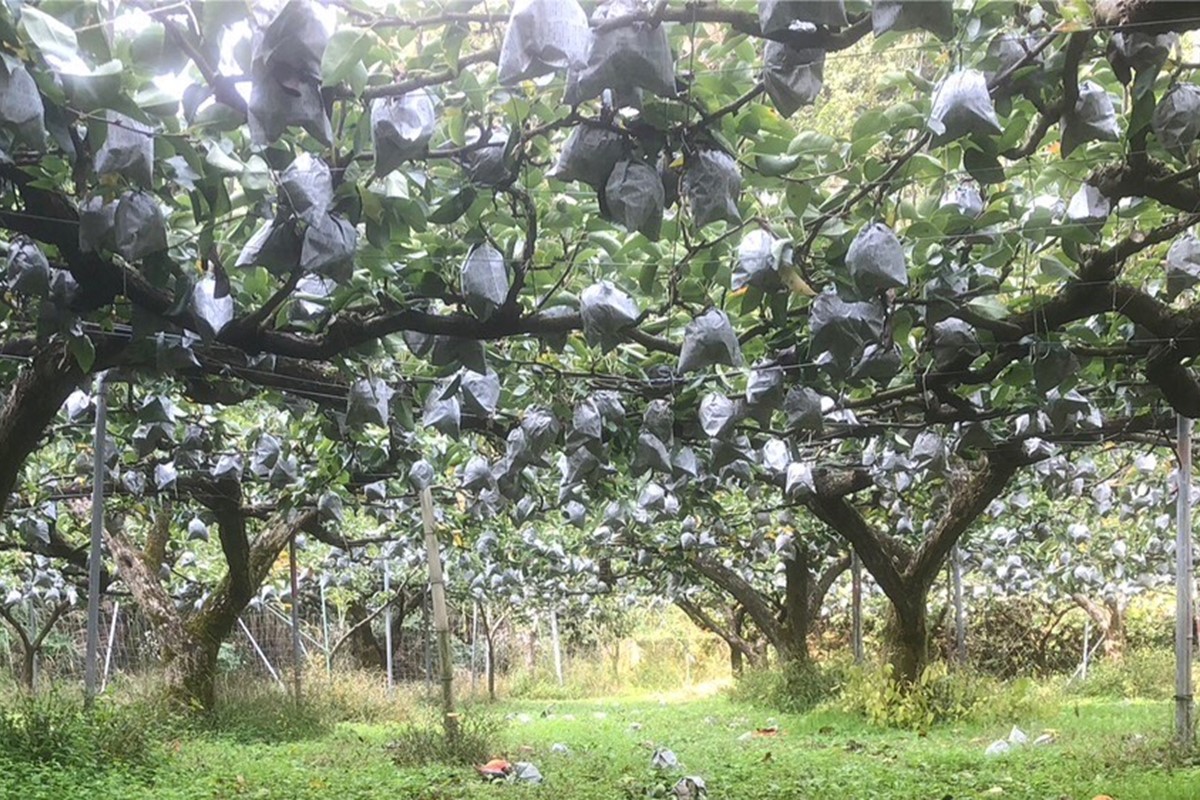 【先行予約／数量限定50】【訳あり】新興梨 優品 3kg（5～9玉入り）（2026年10月上旬～発送）　SF00044