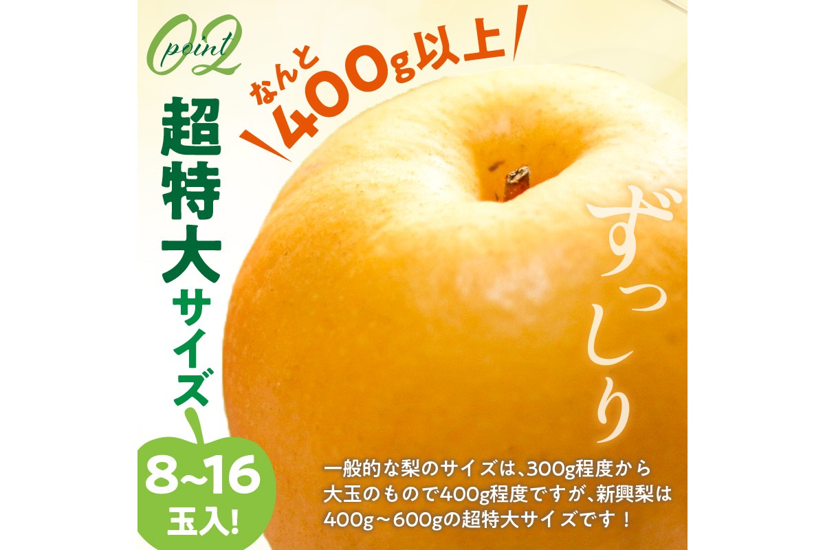 【先行予約／数量限定50】新興梨 秀品 5kg（8～16玉入り）（2026年10月上旬～発送）　SF00042