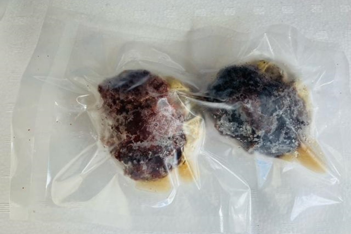 酒市の贅沢セイコガニの子宝盛　2個入 魚介類 海鮮 カニ 蟹 子宝盛 ふるさと納税 セイコガ二 　SK00223