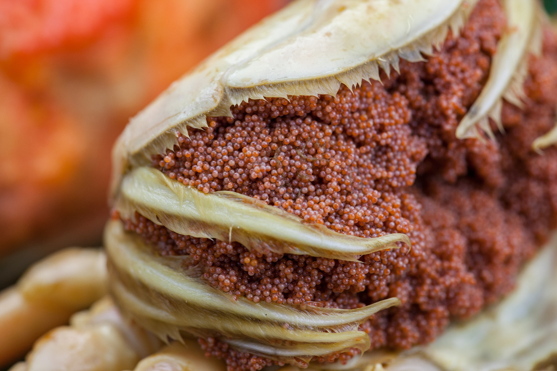 驚きの旨さ！茹でセコガニ 【厳選】 小サイズ5匹入　SS00076