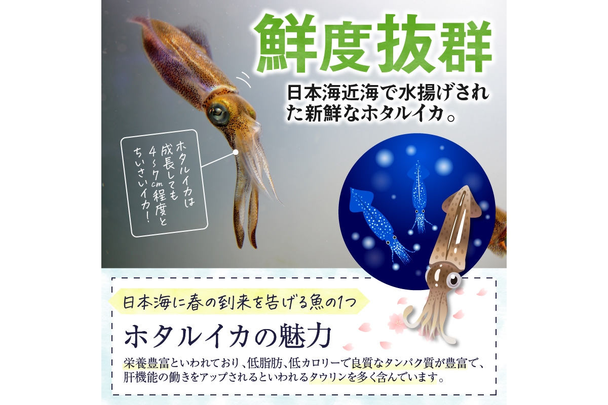 【先行予約】魚屋が漬けるホタルイカの沖漬け　6パック（1パック180g）計約1kg（2026年3月中旬～発送）　TB00044
