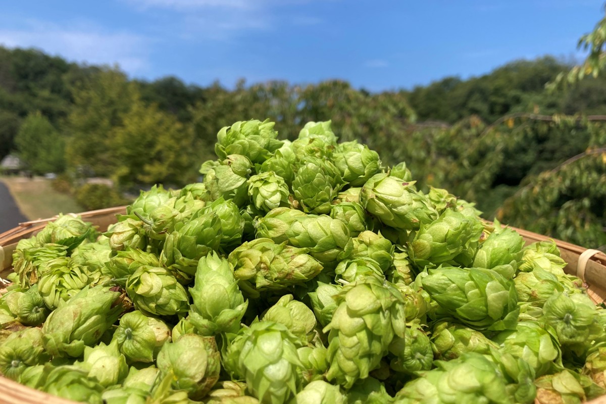 クラフトビール　TK100-Fresh HOP MEISTER [Green]　京丹後産ホップ使用　6缶セット クラフトビール 数量限定 350ml 6種 セット 冷蔵 お酒 酒 プレゼント ギフト 贈答 贈り物 ドイツビール 地ビールセット ペアリング くらふとびーる クラフトびーる 送料無料　TO00125