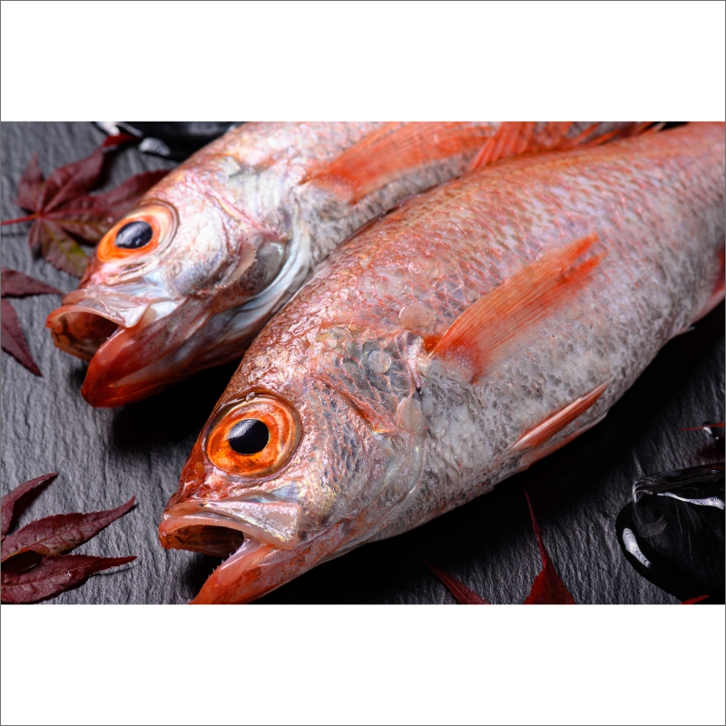 【海鮮の匠　魚政】のどぐろ一夜干し（ノドグロ、のど黒、アカムツ）200g級使用 干し上がり後 140g以上 3尾セット　UO01080