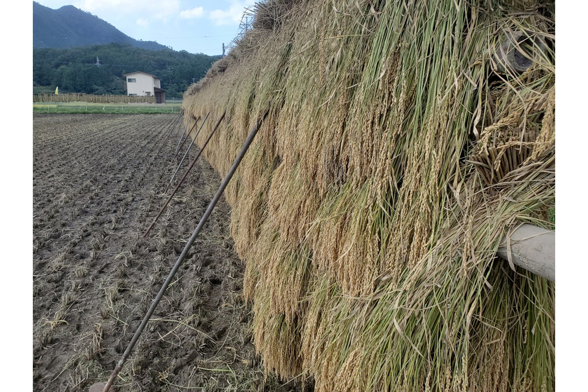 2025年産 京丹後産稲作発祥の地コシヒカリ特別栽培米 月の輪田米 精米10kg（天日干し）　WK00004