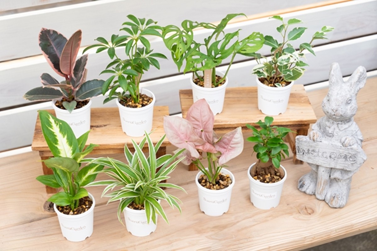 【お部屋にちょうどいい】観葉植物お試し3点セット｜専門店が選ぶ“はじめてのグリーン”【京都・京丹後】　YE00004