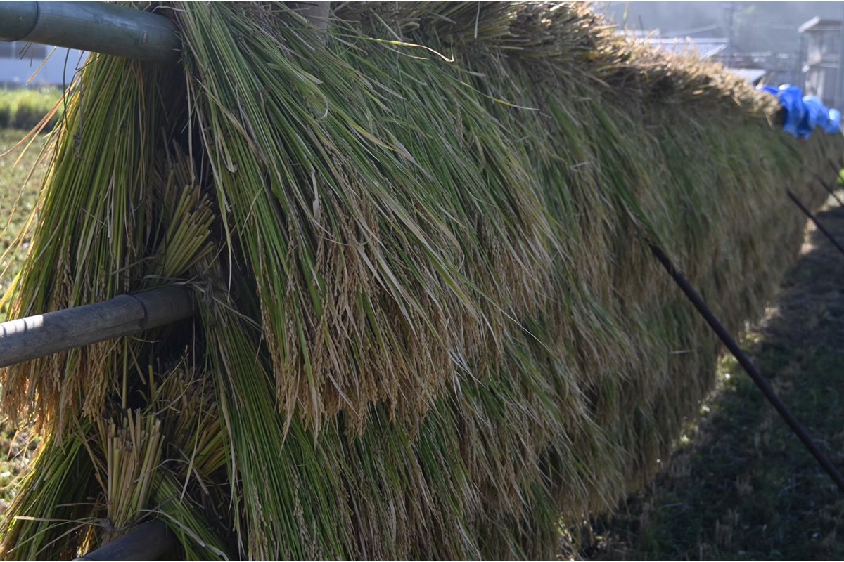 令和7年産　日本晴（玄米）3kg 米 玄米 3kg ふるさと納税 京都 丹後 数量限定　YF00012