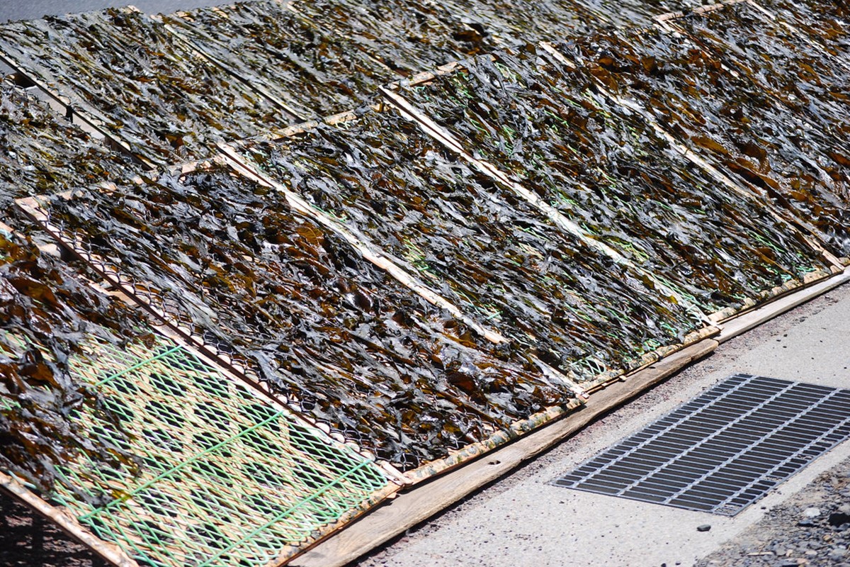 お土産人気商品！京丹後産 天然間人わかめ 20g×3袋　YK00339