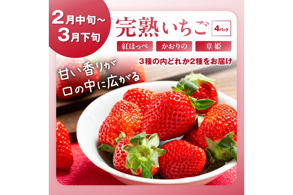 【先行予約／フルーツ定期便4回】旬の果物厳選！京丹後フルーツ王国満足セット（完熟イチゴ・メロン・完熟ブドウ＆シャインマスカット食べ比べ・二十世紀梨）（2026年2月中旬～発送）　YK00516